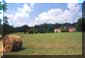 collinefirenze25small.jpg (4325 byte)